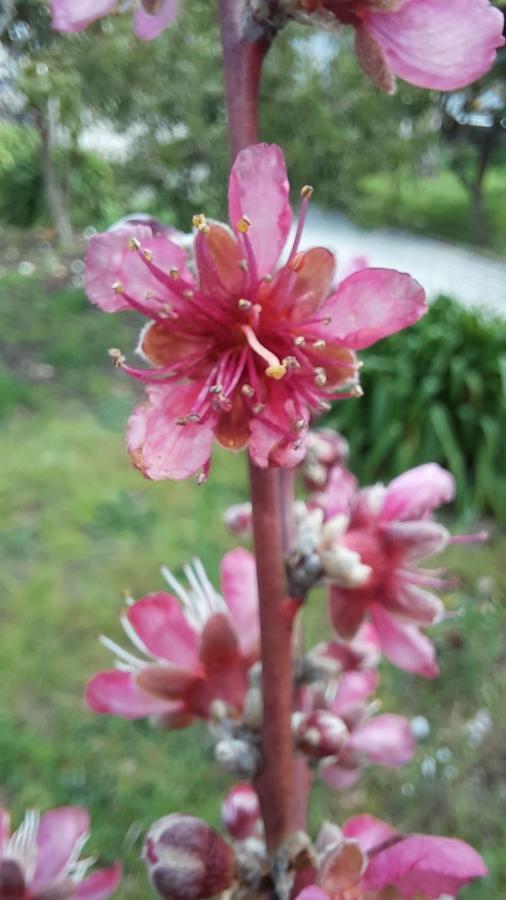הוילה טומאר Casa Jone מראה חיצוני תמונה